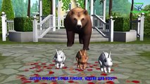 Bear Finger Family Rhymes | Animals Cartoon Finger Family Rhymes for Children