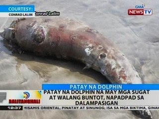 BT: Patay na dolphin na may mga sugat at walang buntot, napadpad sa dalampasigan