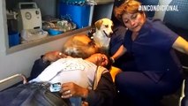 ¡En las buenas y malas! Estos perros nunca dejaron solo a su dueño