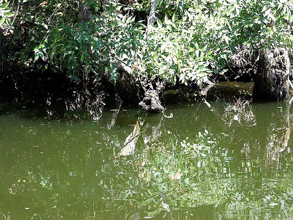 Отдых в Болгарии - река Ропотамо