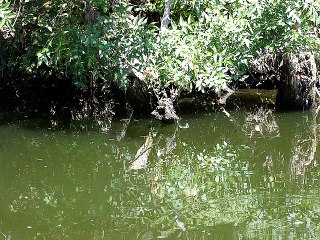 Отдых в Болгарии - река Ропотамо