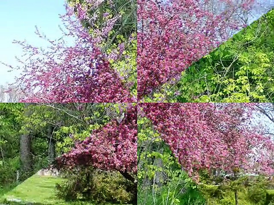 Отдых в Болгарии - Весна