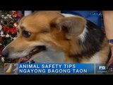 Animal safety tips sa gitna ng ingay at usok sa New Year’s Eve | Unang Hirit