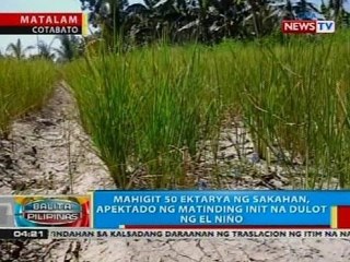 Mahigit 50 ektarya ng sakahan sa Matalam, Cotabato, apektado ng matinding init na dulot ng El Niño