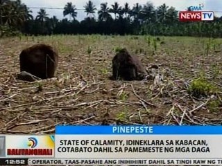 BT: State of calamity, idineklara sa Kabacan, Cotabato dahil sa pamemeste ng mga daga