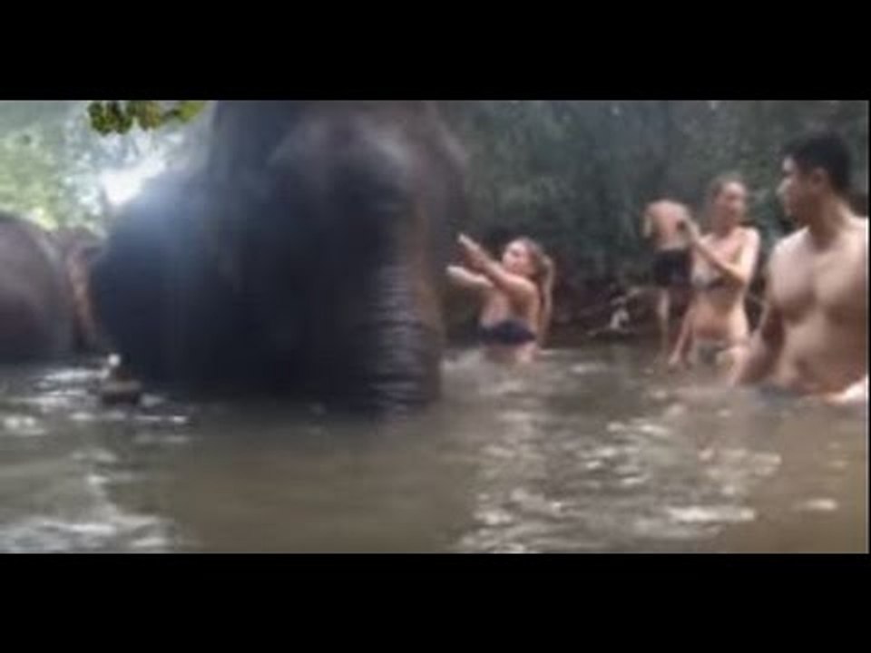 Doc Ferds, inalam ang kalagayan ng mga Asian Elephant | Born to be Wild
