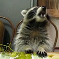 This racoon eating grapes with his tiny hands is...