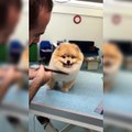 This dog f_cking loves being groomed