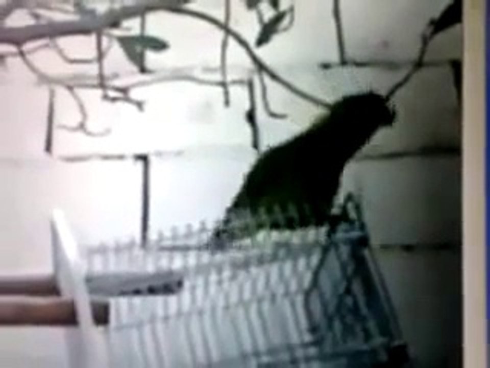 Parrot Speeking Arabic and Tilawat Quran Pak