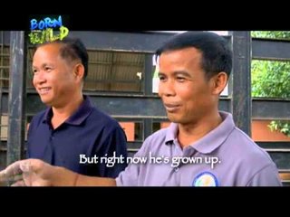Doc Ferds, nasaksihan ang paglalagay ng prosthetic leg sa isang elepante | Born to be Wild