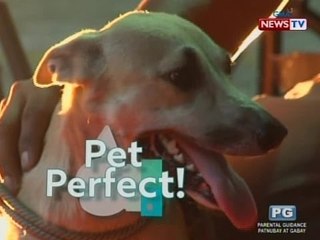 Good News: Pet Perfect!