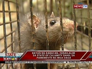 Download Video: Kabacan, North Cotabato, isinailalim sa state of calamity dahil sa pamemeste ng mga daga