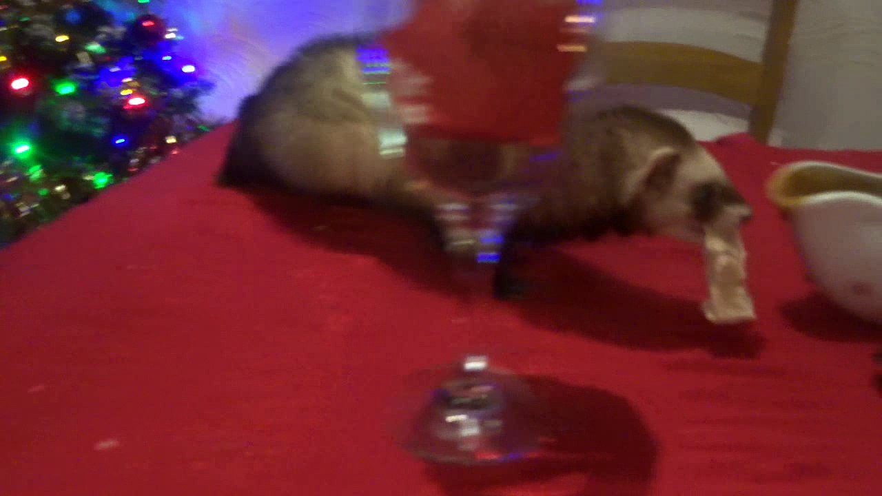 Lola Eating All The Chicken And Gravy At The Christmas Dinner
