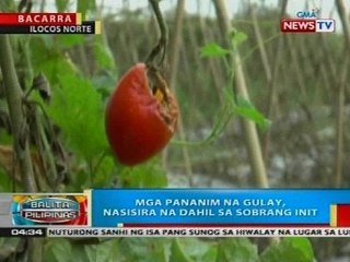 Mga pananim na gulay sa Bacarra, Ilocos Norte, nasisira na dahil sa sobrang init