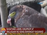 UB: Sugatang lawin, kinupkop at inalagaan ng isang barangay kagawad sa Baybay City, Leyte