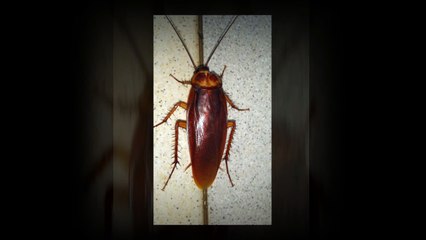 Summit Shah - Common Asthma Triggers