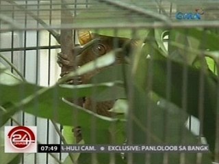 Ilang tarsier, kuwago at iba pang hayop, tinangkang  ipuslit pa-japan; suspek, tauhan ng OTS