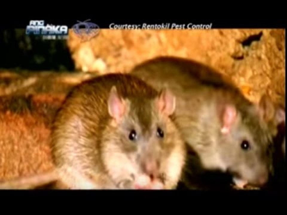 Brown rat is most unexpected foreign animal species in the Phils. | AHA!