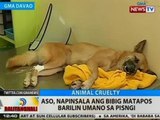 BT: Aso, napainsala ang bibig matapos barilin umano sa pisngi