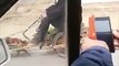 Little Dog pulling rickshaw in Baoding city