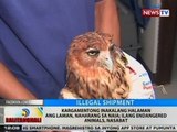 Kargamentong inakalang halaman ang laman, naharang sa NAIA; ilang endangered animals, nasabat