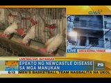 Paano maiiwasan ang Newcastle Disease? | Unang Hirit