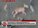 24 Oras: Beterinaryo: Posibleng musang at hindi aswang ang pumatay sa ilang kuting sa Baybay, Leyte
