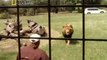 Несокрушимые 10. Покалеченный львами / The Indestructibles (2011) National Geographic