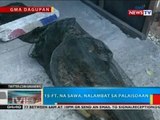 BP: 15-ft. na sawa, nalambat sa palaisdaan sa Dagupan City