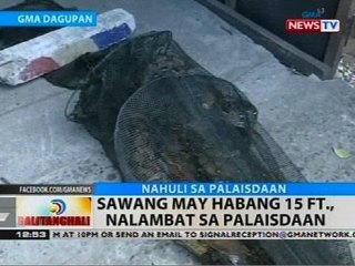 BT: Sawang may habang 15 ft., nalambat sa palaisdaan