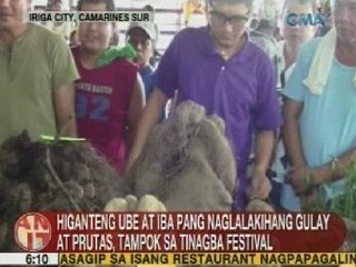UB: Higanteng ube at iba pang naglalakihang gulay at prutas, tampok sa Tinagba Festival