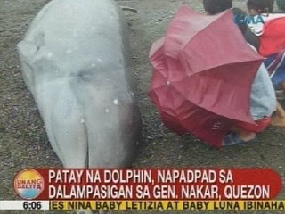 UB: Patay na dolphin, napadpad sa dalampasigan sa Gen. Nakar, Quezon