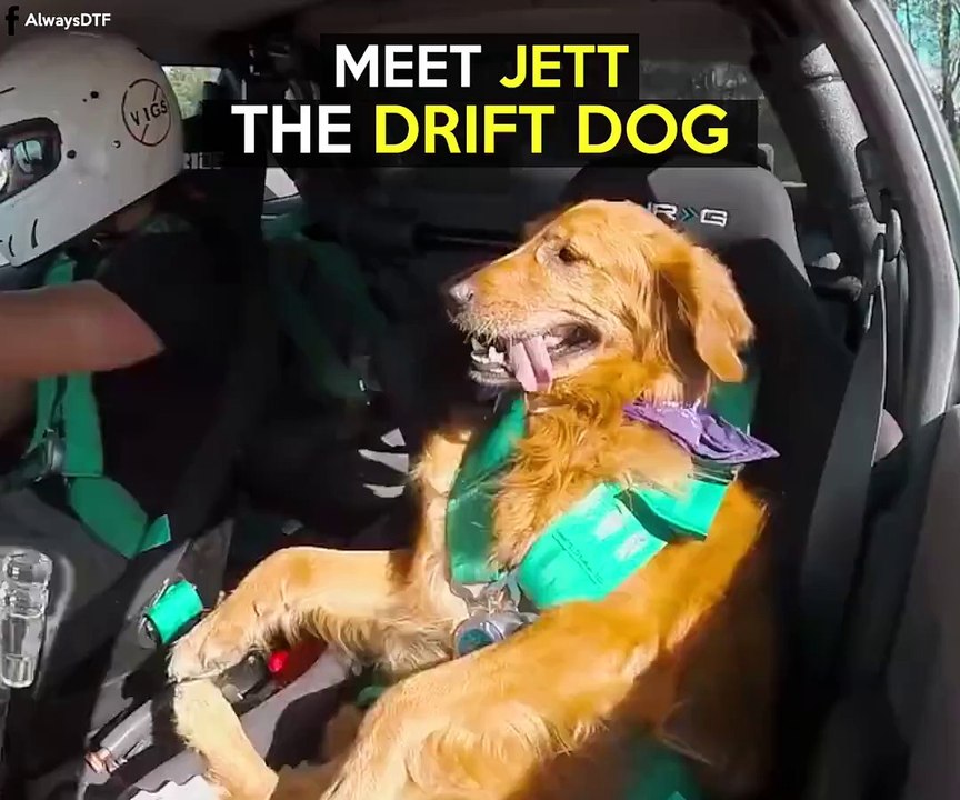 Drifter Dog Jett!