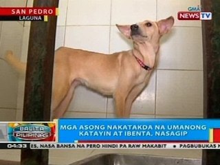 Mga asong nakatakda na umanong katayin at ibenta, nasagip sa San Pedro, Laguna