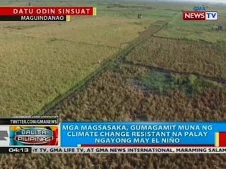 BP: Mga magsasaka, gumagamit muna ng climate change resistant na palay ngayong may el niño