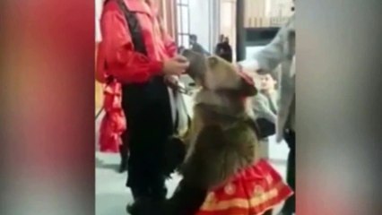 Bear Attacks TV Presenter and drags her on floor on Russian TV show