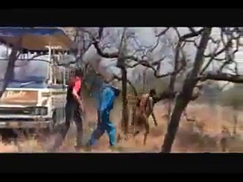 Lion Attacking Funny Video