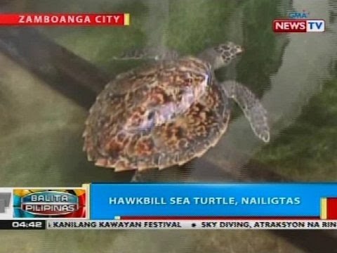 BP: Hawksbill sea turtle, nailigtas sa Zamboanga City