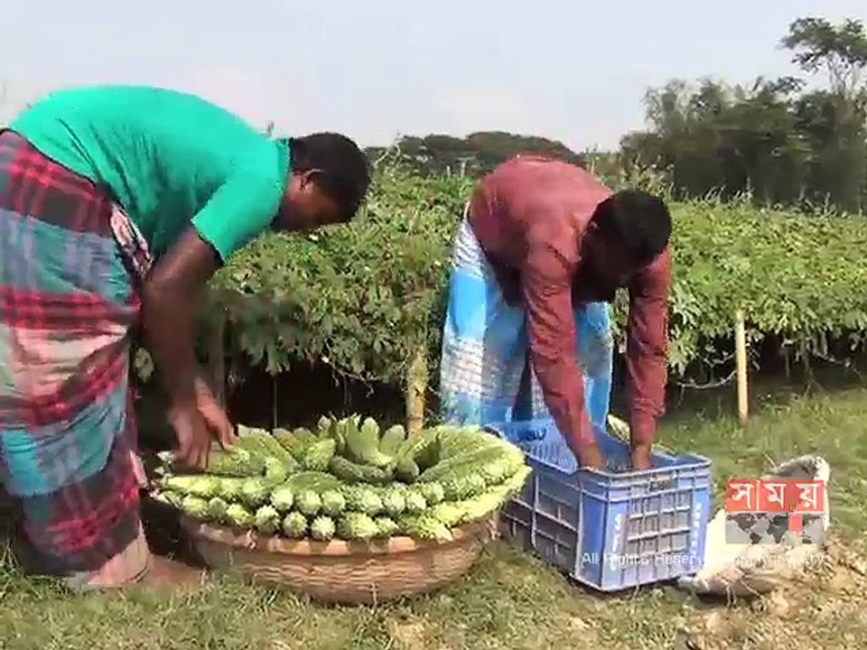শরীয়তপুরে শীতকালীন সবজির বাম্পার ফলন