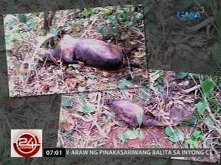 24 Oras: Lechonan na noong 2014 pa nasita dahil sa paglabag, pasaway pa rin