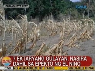 UB: 7 ektaryang gulayan sa Dumaguete City, nasira dahil sa epekto ng El Niño