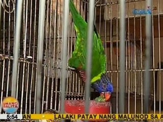 UB: 23 endangered na ibon, nakumpiska ng DENR at NBI sa isang sari-sari store sa Cainta, Rizal