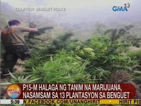 UB: P15-M halaga ng tanim na marijuana, nasamsam sa 13 plantasyon sa Benguet