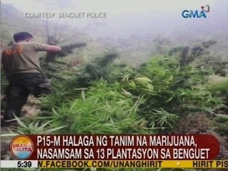 UB: P15-M halaga ng tanim na marijuana, nasamsam sa 13 plantasyon sa Benguet