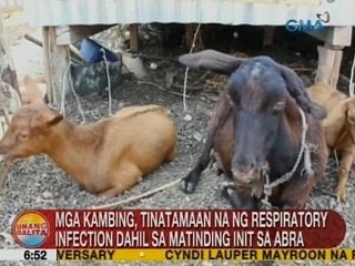 UB: Mga kambing, tinatamaan na ng respiratory infection dahil sa matinding init sa Abra