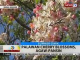 BT: Palawan cherry blossoms, agaw-pansin