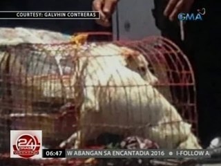 24 Oras: Aso, inilagay sa baggage compartment ng bus sa gitna ng mainit na panahon