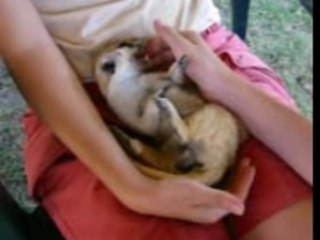 Suricat des chatouilles au dodo