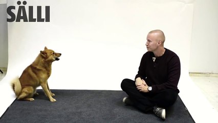 Des chiens réagissent aux aboiements d'humains