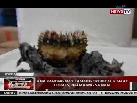 QRT: 9 na kahong may lamang tropical fish at corals, naharang sa NAIA